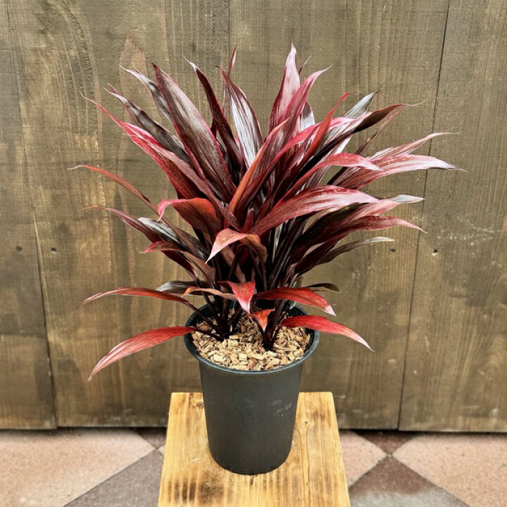 楽天市場】おしゃれ 観葉植物：ドラセナ アイチアカ*コルディリネ 愛知  