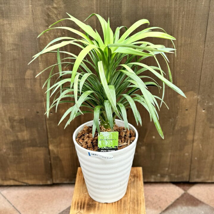 楽天市場】おしゃれ 観葉植物：ユッカ デスメティアーナ*7号 