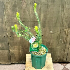 観葉植物 鉢花 苗：バンクシア ラリシナ*5号　Banksia laricina