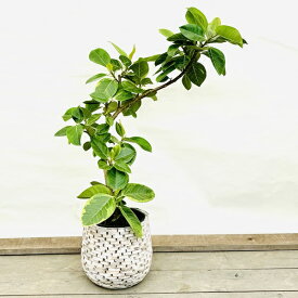 おしゃれ 観葉植物：フィカス アルテシーマ 鉢カバー*現品 2箱でお届け 大型佐川急便配送