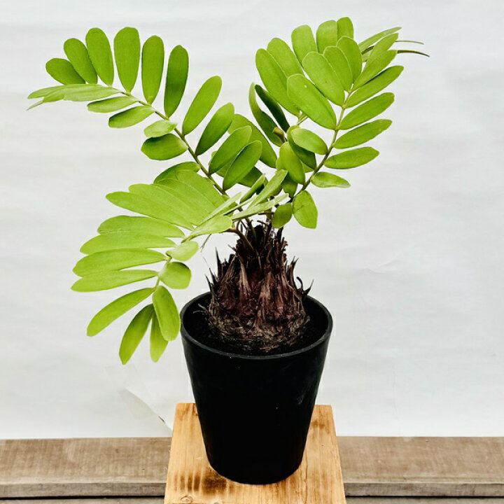 楽天市場】おしゃれ 観葉植物：メキシコソテツ ザミア*7号 セラアート 