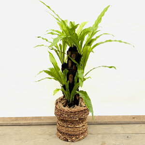  ϗtAFII^j^ wSt Jo[*z 2ł͂ Jn ^}g֔z