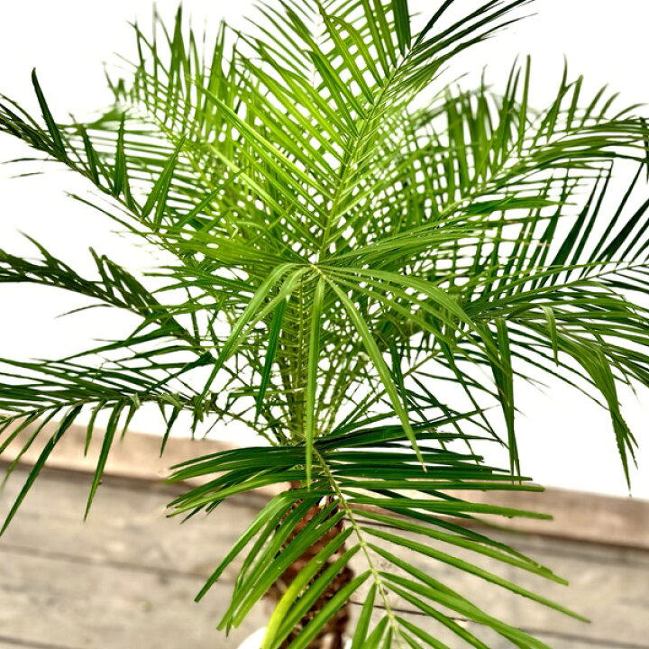 楽天市場】おしゃれ 観葉植物：ロベヤシ*フェニックスロベレニー 