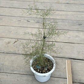 花苗　観葉植物：アカシア コグナータ*リバーワトル 6号 オージープランツ