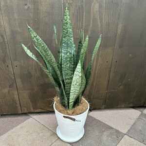  ϗtAFTXxA [jJ@A*ZA[g Mt RRV Sansevieria zeylanica TZxA