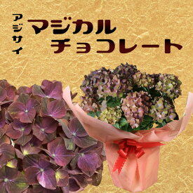 即日出荷：アジサイ　マジカルチョコレート*ラッピング付　紫陽花