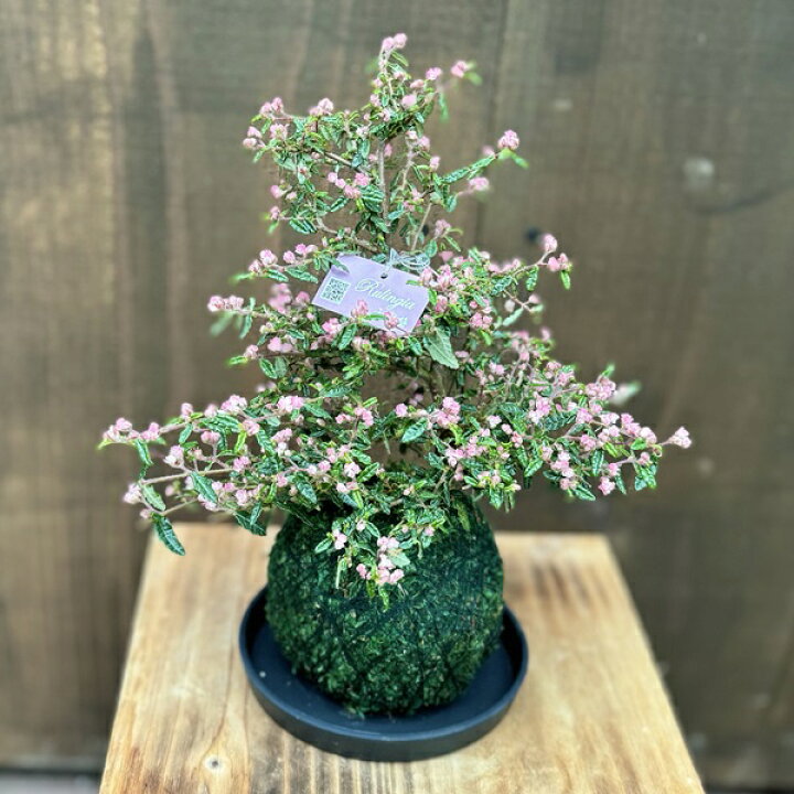 楽天市場】おしゃれ 観葉植物：苔玉 天皇梅*受皿付 天の梅 【お花 