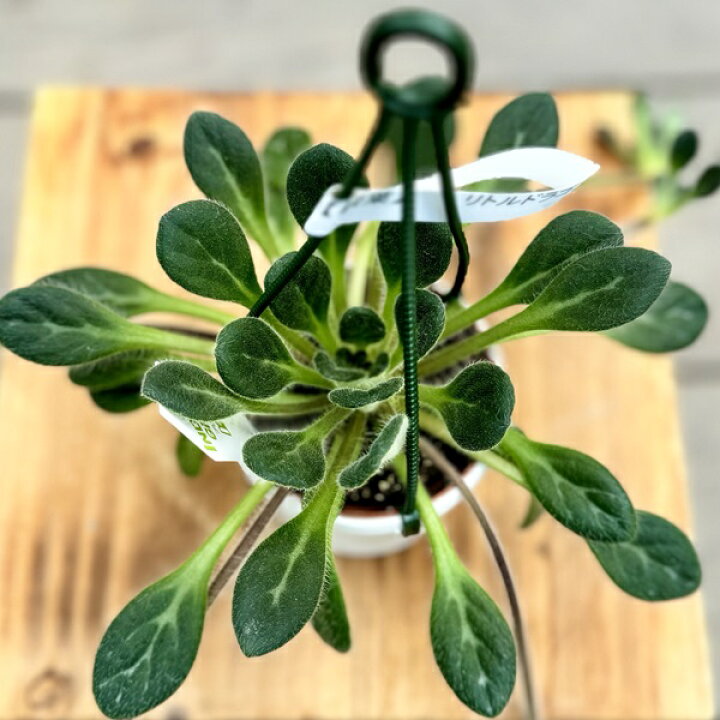 楽天市場】おしゃれ 観葉植物：プリムリナ リトルドラゴン*吊り鉢 