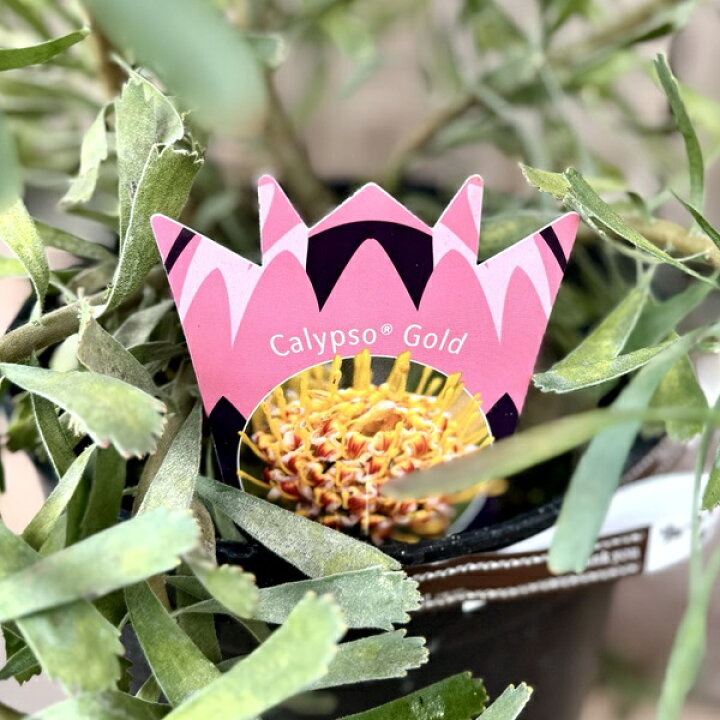 オージープランツ 観葉植物 鉢花 リューコスペルマム カリプソゴールド 7号 リュウコスペルマム ピンクッション 現品をお届け 開花終了しました 遊恵盆栽 店