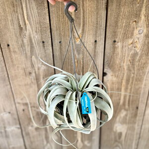 @ϗtA@GA[vcF`WA LZOtBJ*݂