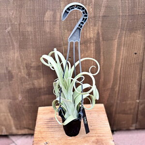 ϗtAF`WA GA[vc J[[X XXL ݂蔫*GAvc Tillandsia Curly Slim