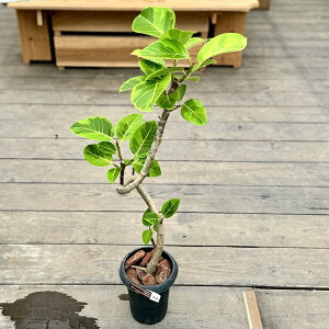 @ϗtAFtBJX@AeV[}*v|bg@o[N`bv