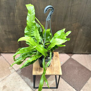 ������� �ϗt�A���F�A�O�������t�@ �R���i���X*�J�U���V�_ 5�� �݂蔫