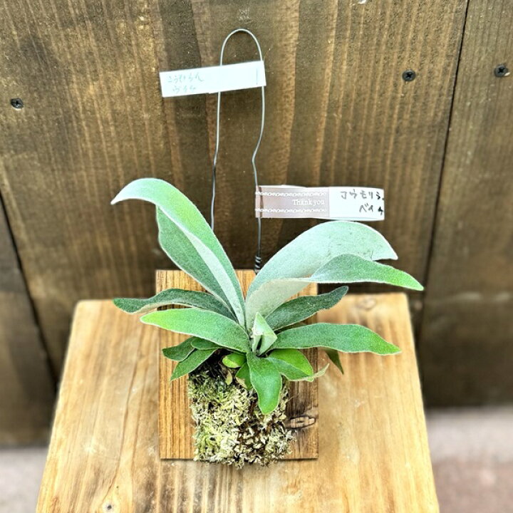 楽天市場】観葉植物：ビカクシダ コウモリラン ベイチー 板付け*吊り 