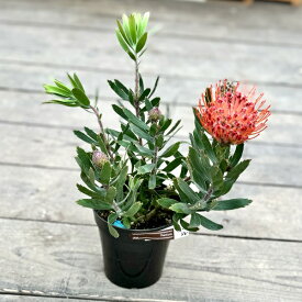 おしゃれ　観葉植物　鉢花：リューコスペルマム　ジョーイリボン*ピンククッション　5号　リュウコスペルマム