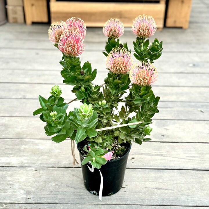 楽天市場】オージープランツ 観葉植物 鉢花：リューコスペルマム 