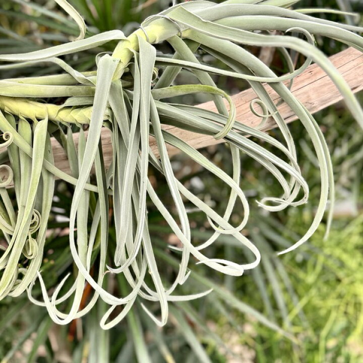 楽天市場】観葉植物：チランジア エアープランツ ドラティ 現品  