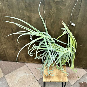 ϗtAF`WA GA[vc heB i*hDeB GAvc tillandsia duratii