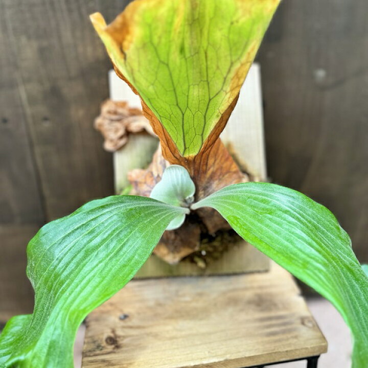 楽天市場】おしゃれ 観葉植物：ビカクシダ コウモリラン エレマリア 板  