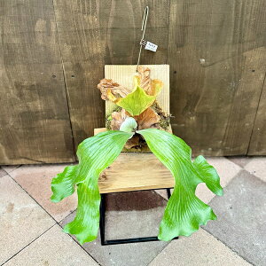 �������@�ϗt�A���F�r�J�N�V�_ �R�E�������� �G���}���A �t��*�݂�