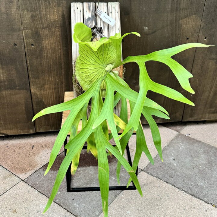楽天市場】おしゃれ 観葉植物：ビカクシダ コウモリラン コロナリウム 