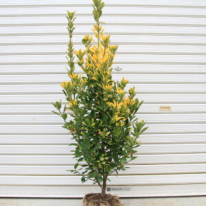 ؁EA؁F}TLi܂j*IES}TL