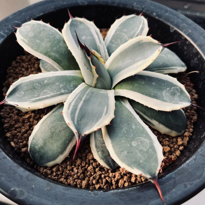 楽天市場】多肉植物：アガベ メリコ錦 クリームスパイク*幅14cm 現品 