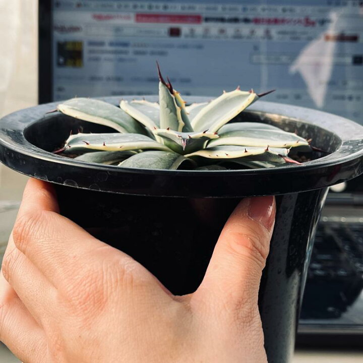 楽天市場】多肉植物：アガベ メリコ錦 クリームスパイク*幅14cm 現品 