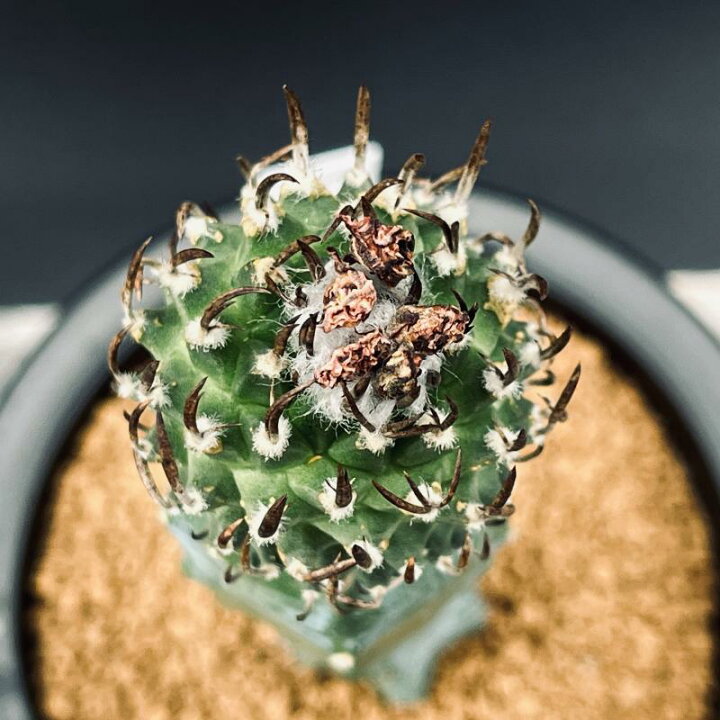 楽天市場】サボテン：ツルビニカルプス 昇竜丸 ツギ*幅3.5cm 現品 
