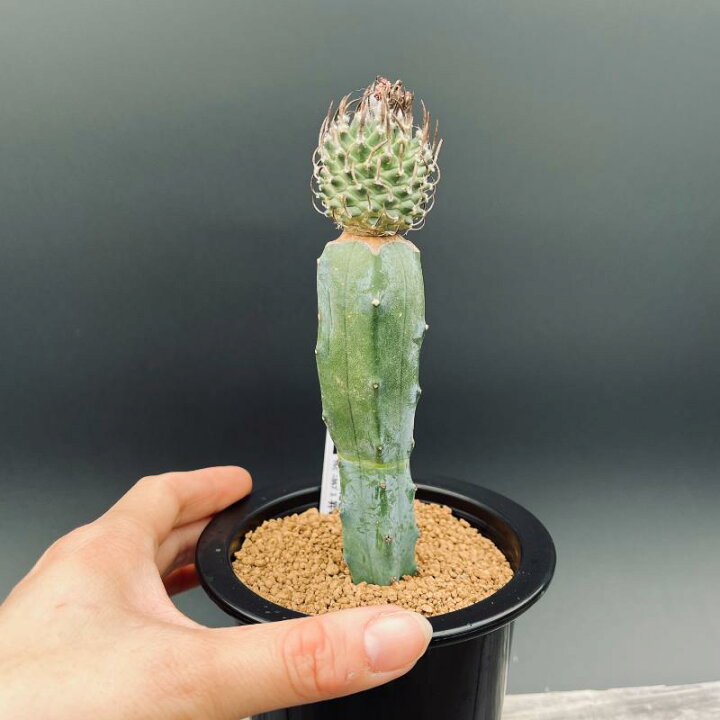 楽天市場】サボテン：ツルビニカルプス 昇竜丸 ツギ*幅3.5cm 現品 