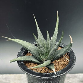 多肉植物：ハオルチア スカブラ ツベルクラータ サブエクスパンサ*幅13cm　現品！一品限り