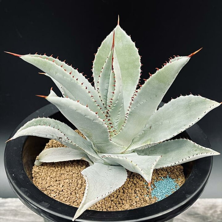 楽天市場】多肉植物：アガベ ピグマエア ドラゴントゥース*幅18cm 