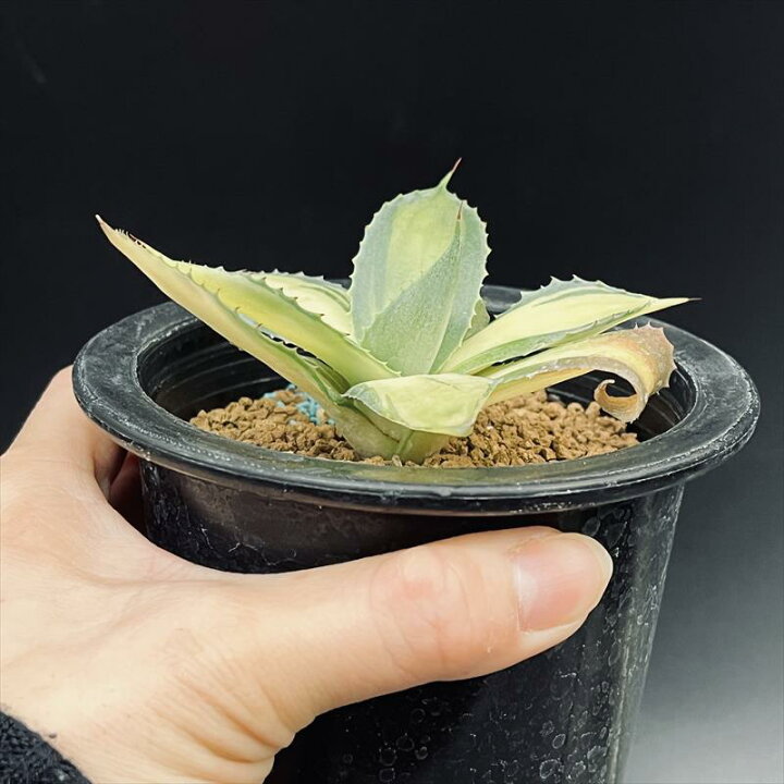 楽天市場】多肉植物：アガベ ラムランナー*幅9cm 現品！一品限り 