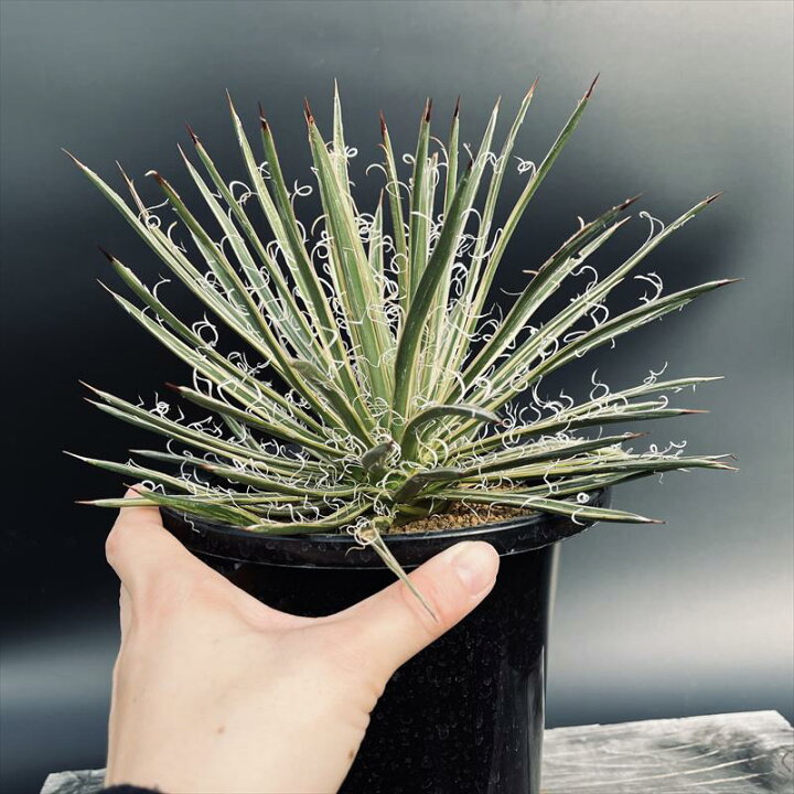 楽天市場】多肉植物：アガベ 滝の白糸錦 覆輪*幅23cm 現品！一品限り 