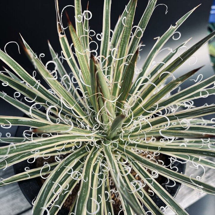 楽天市場】多肉植物：アガベ 滝の白糸錦 覆輪*幅23cm 現品！一品限り 