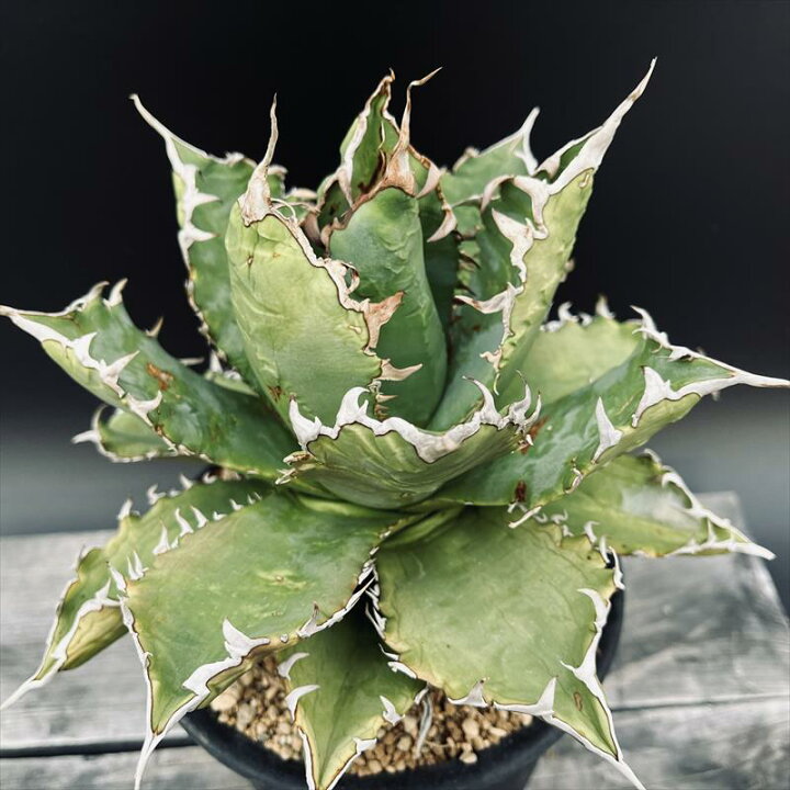 楽天市場】多肉植物：アガベ チタノタ*幅21cm 現品！一品限り : 遊恵  