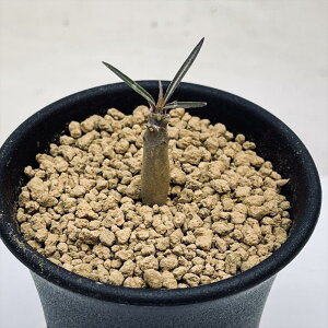 R[fbNXFpL|fBE X[c*򍪕0.6cm ԏ