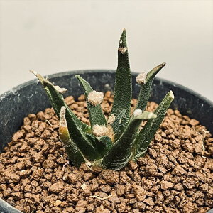 T{eFAIJvX@AKxO@*4.5cm