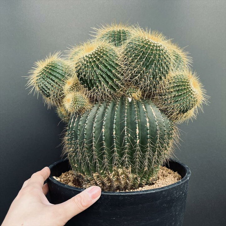 楽天市場】サボテン：エリオカクタス ワラシー 特大株*幅28cm 