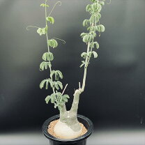 楽天市場】アデニア グラウカ（花・観葉植物｜花・ガーデン・DIY）の通販