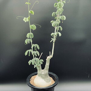 現品】塊根植物（コーデックス）：アデニア・グラウカ 7号 K9番 っす