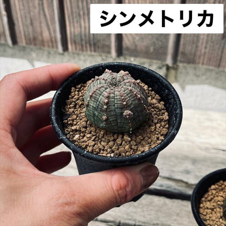 楽天市場】多肉植物：ユーフォルビア バリダ＆子吹きシンメトリカ  
