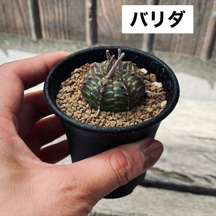 楽天市場】多肉植物：ユーフォルビア バリダ＆子吹きシンメトリカ  