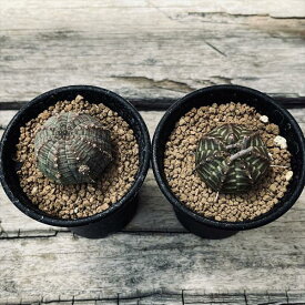 多肉植物：ユーフォルビア バリダ＆子吹きシンメトリカ セット*幅3～3.5cm