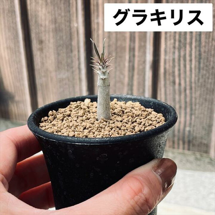 楽天市場】コーデックス：パキポディウム3点セット グラキリス 