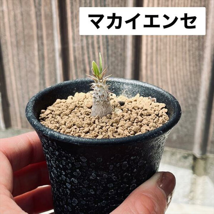 楽天市場】コーデックス：パキポディウム3点セット グラキリス 