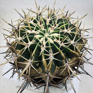 T{eFtFJN^X@h*17cm@iIi@ʂɏĂ