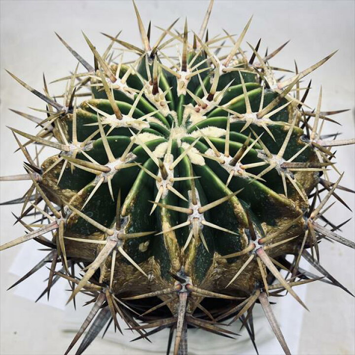 楽天市場】サボテン：フェロカクタス 強刺文鳥丸*幅17cm 現品！一品 