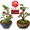 【父の日 遅れてごめんね ギフト プレゼント】【即日出荷可】◇楽天1位◇ミニ盆栽：長寿梅*【鉢が選べる】【送料無料】【ぼんさい】【ボンサイ】bonsai　あす楽