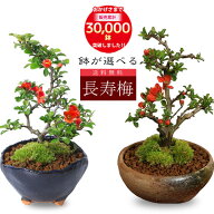 遅れてごめんね母の日ギフト【即日出荷可】◇楽天1位◇ミニ盆栽：長寿梅*【鉢が選べる】【送料無料】【ぼ…